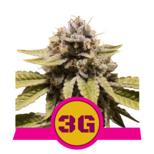 Royal Queen Seeds Triple G
