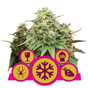 Royal Queen Seeds Feminized Mix