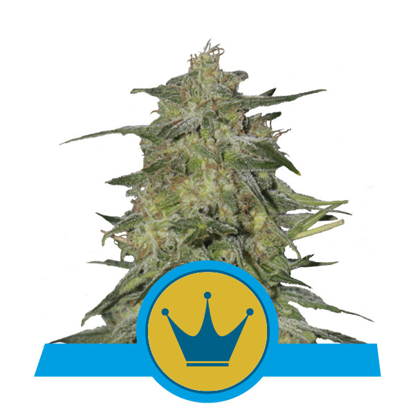 Royal Queen Seeds Royal Highness