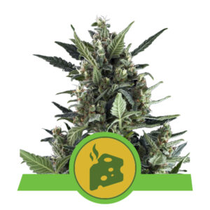 Royal Queen Seeds Blue Cheese Automatic
