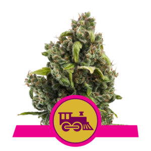 Royal Queen Seeds Candy Kush Express - Fast Flowering