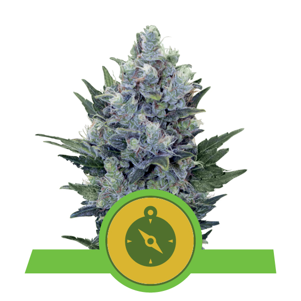 Royal Queen Seeds Northern Light Automatic