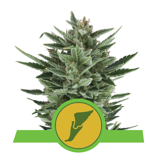 Royal Queen Seeds Quick One
