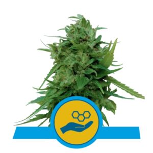 Royal Queen Seeds RQS - Solomatic