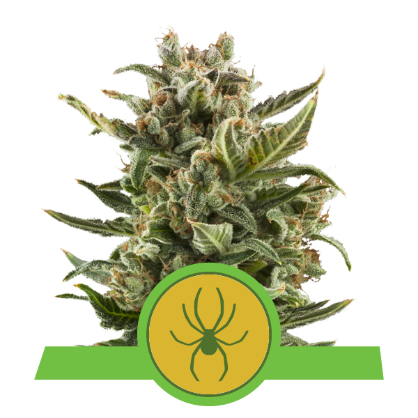 Royal Queen Seeds White Widow Automatic