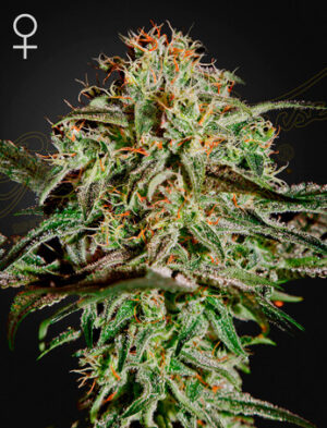 Green House Seeds King's Juice