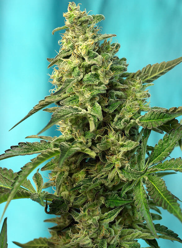 Sweet Seeds Green Poison f1