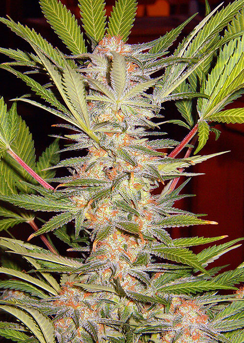 Sweet Seeds Sweet Afghani Delicious S1