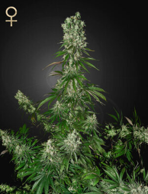 Green House Seeds White Strawberry Skunk