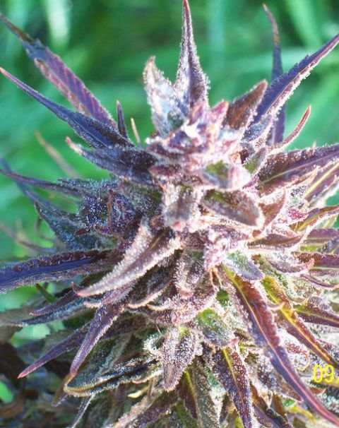 Female Seeds Purple Maroc ®