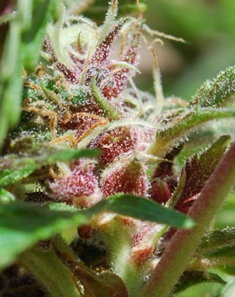 Female Seeds Red Purps ®