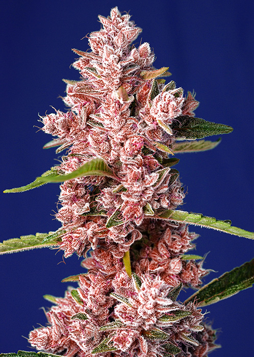 sweet seeds Tropicanna Poison F1 Fast Version