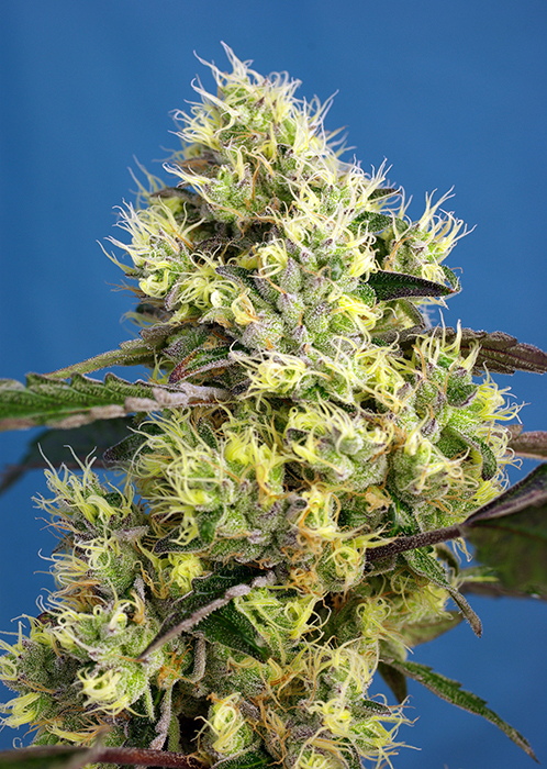 5th generation autoflowering strain. Autoflowering version of one of the most powerful and famous American lines, coming from the San Francisco Bay (California): Gelato (Sunset Sherbet x Girl Scout Cookies “Thin Mint”) is one of the most appreciated exponents of the Cookies family, featuring excellent aroma and high production of THC. In order to introduce the autoflowering genes in Sweet Gelato Auto® (SWS76) we used our Killer Kush Auto (SWS56) which was itself developed with OG Kush genetics. The result is an autoflowering genetic featuring sweet and fruity aroma with a strong Kush presence, including earthy and woody tones leaning to dried fruit (hazelnuts) and soft touches of mint and citrus. This plant develops dense buds with high production of big-sized trichomes.